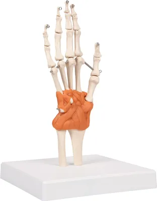 Produktbild von Handskelett mit Gelenkbändern und Unterarmansatz, Anatomie Modell, Medizin