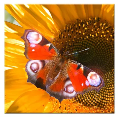 Produktbild von Schmetterlingsbild mit vier LEDs
