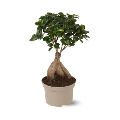 Image de Ficus ginseng - bonsai du débutant - ficus microcarpa - ↕ 40-50 cm - ⌀ 21 cm - plante d'intérieur