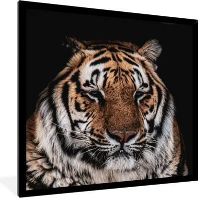Produktbild von MuchoWow® MuchoWow® Gerahmtes Poster Tiger - Tiere - Orange 40x40 cm - Poster mit zchwarzem Bilderrahmen - Mit Rahmen - Wanddekoration Schlafzimmer