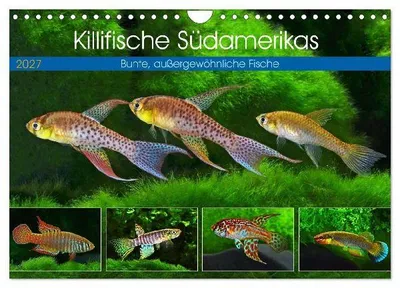 Produktbild von Killifische Südamerikas (Wandkalender 2027 DIN A4 quer), CALVENDO Monatskalender