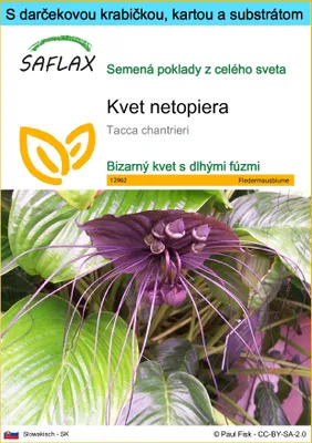 Obrázok produktu pre SAFLAX Darčeková sada - kvet netopiera - Tacca chantrieri - 10 Semená - S darčekovou krabičkou, prepravným štítkom, darčekovou kartou a pestovateľským médiom