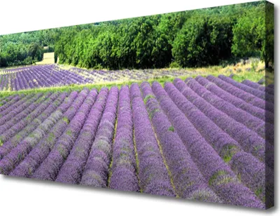 Produktbild von Tulup Leinwand-Bilder 100x50 Wandbild Canvas Kunstdruck Wiese Blumen Natur