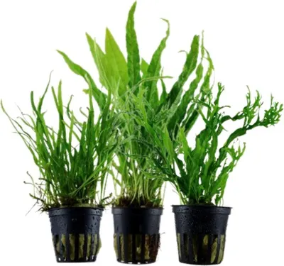 Produktbild von Pflanzen Set mit 3 Javafarn Microsorum Aquarium Wasserpflanzen AquaOne Nr.132