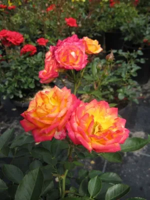 Produktbild von Zwergrose Little Sunset® - Rosa Little Sunset® - Lillyputs® - Kordes Rose