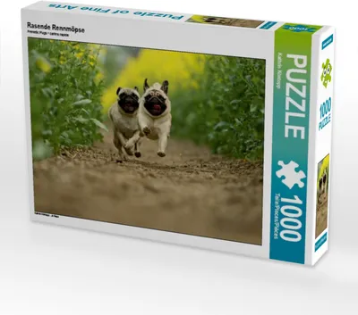 Produktbild von Calvendo Rasende Rennmöpse 1000 Teile Puzzle quer 640x480mm, Köntopp Kathrin; 7402096