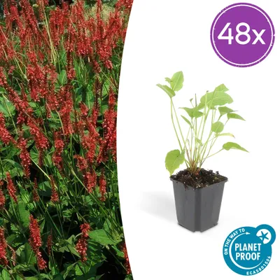 Produktbild von Persicaria amplexicaulis | 48 Stück - 10-25cm - Ø9cm - Gartenpflanze