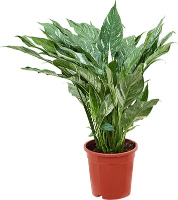 Obrázek produktu pro Nieuwkoop Europe BV Spathiphyllum Diamond, průměr 17 cm