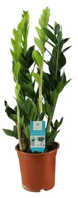 Zdjęcie produktu dla Zamioculcas Zamiifolia - 55-65cm - Ø17cm - Roślina doniczkowa - Zimozielony