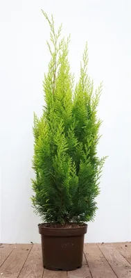 Produktbild von Chamaecyparis lawsoniana 'Ivonne', Gelbe Scheinzypresse, 60–80 cm