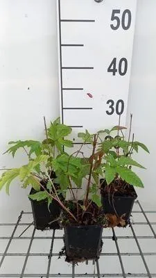 Immagine prodotto di 6 x Filipendula palm. 'Nana' - Olmaria - vaso 9 x 9 cm
