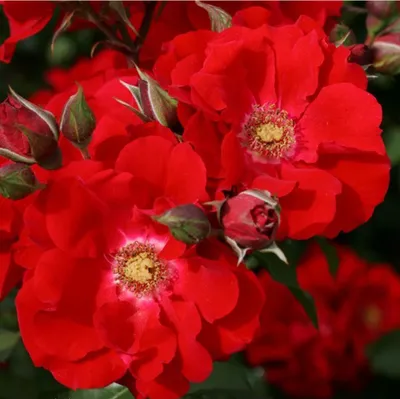 Image de Rosa - Kordes Eleganza® Roses - Rosa 'Roter Korsar'®