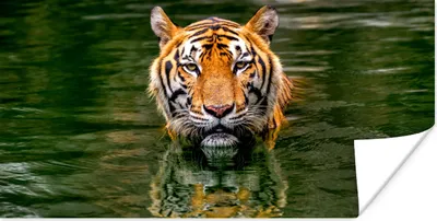 Produktbild von MuchoWow® Poster Tiger im Wasser 150x75 cm - ohne Rahmen