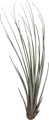 Productafbeelding van Aquafleur Tillandsia Juncea