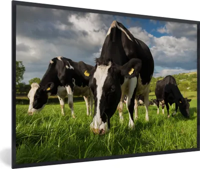 Produktbild von MuchoWow® Gerahmtes Poster Kühe - Tiere - Gras - Wiese - Bauernhof 90x60 cm - Poster mit Schwarzem Bilderrahmen Wandposter Rahmen Foto Bilder - Fotorahmen - Foto-Plakat