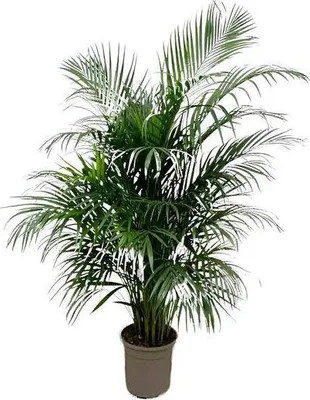 Produktbild von Goldfruchtpalme – Dypsis Lutescens – Areca-Palme – Zimmerpflanze 150cm – Ø24cm – Tropische Grünpflanze mit eleganten Wedeln – Exklusive Kübelpflanze für Wohnzimmer, Büro & Balkon – Pflegeleicht