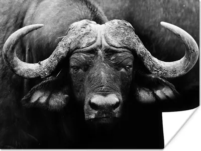 Produktbild von MuchoWow® Poster Tiere - Büffel - Schwarz - Weiß - Porträt 120x90 cm - Wandbild