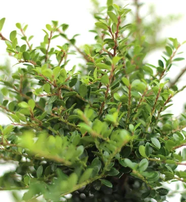 Immagine prodotto di Agrifoglio giapponese Ilex Crenata Edens Paradise 15-20 cm