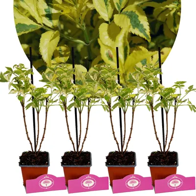Four small potted plants with variegated leaves are lined up against a blurred background of similar foliage.