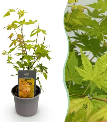 Produktbild von Acer palmatum Orange Dream - Orange - Laubabwerfend - Pflegeleicht - 25-35cm - Ø12cm - Gartenpflanze