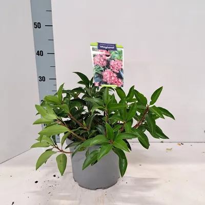 Obrázek produktu pro Kalmia lat. 'Moyland' – kalmia | 25–30 cm v květináči