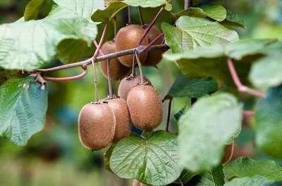 Produktbild von Actinidia deliciosa 'Atlas' - Männliche Kiwi 'Atlas' | 50-60 cm im topf