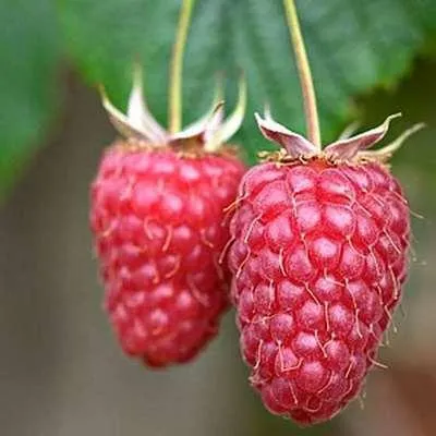 Obrázok produktu pre Rubus id. 'Tulameen' - Malina Tulameen | 25 cm v kvetináči