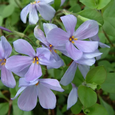 Obrázok produktu pre 6 ks rastlín "Flammenblume" (Phlox stolonifera 'Blue Ridge') | Kvetináč 9x9 cm