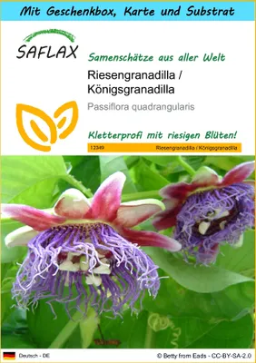 Produktbild von SAFLAX - Geschenk Set - Riesengranadilla / Königsgranadilla - 12 Samen - Mit Geschenk- / Versandbox, Versandaufkleber, Geschenkkarte und Anzuchtsubstrat - Passiflora quadrangularis