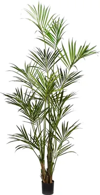 Produktbild von aplanta Künstliche Kentia Palme - Cataleya | 260 cm, für drinnen, Kunstbaum, wie echt, Allergiker geeignet, pflanzliche Dekoration Praxis, Office & Wohnzimmer