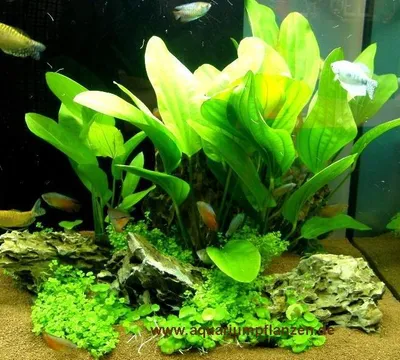 Produktbild von Aquarium Set 100-120l, Pflanzen, Kies, Deko (VIII)