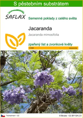 Obrázek produktu pro SAFLAX - jacaranda - Jacaranda mimosifolia - 50 Semena - S pěstebním substrátem bez klíčků