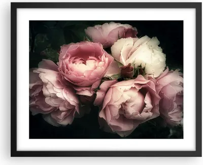 Produktbild von Gerahmtes Poster - Schwarzer Rahmen - Pfingstrose Blume - 50x40 cm - Wand Bild - Wanddeko - Wandbilder - Kunstposter - Wandposter - Bilderrahmen - Bilder - Kunstdruck - Wandbild - P2BAA50x40-3930
