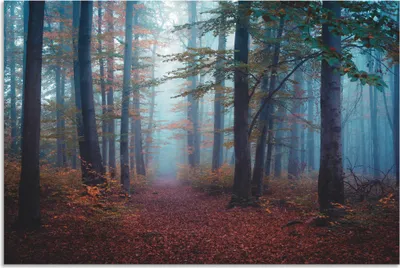 Produktbild von ARTland Wandbild Alu für Innen & Outdoor Wald im Nebel Größe: 120x80 cm