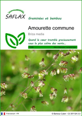 Image de SAFLAX  - Amourette commune - 75 graines - Briza