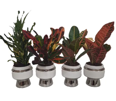 Produktbild von 4er Set Wunderstrauch im Übertopf Codiaeum variegatum