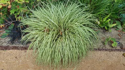 Image de Carex oshimensis 'Evergold'  / Laîche d’Oshima Evergold