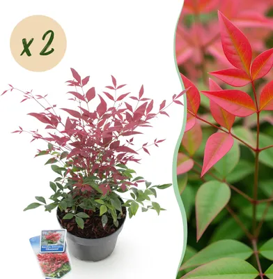 Image de Nandina Obsessed - Rouge - 2 Plantes - Feuillage persistant - Peu d'entretien - 35-45cm - Ø17cm - Plante de jardin