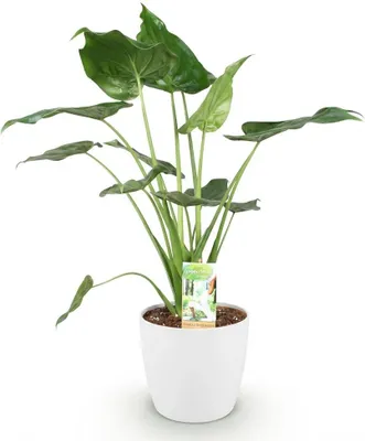 Zdjęcie produktu dla Alocasia Cucullata „Reka Buddy” - roslina doniczkowa w bialej doniczce o