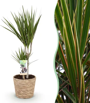 Productafbeelding van Dracaena Marginata - Drakenbloedboom - Weinig onderhoud - met mand - Groen - 70-80cm - Ø17cm - Kamerplant - Groenblijvend
