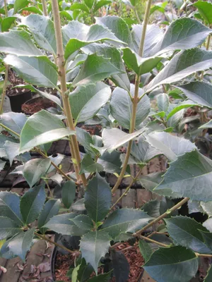 Produktbild von Osmanthus aquifolium - Stachelblättrige Duftblüte