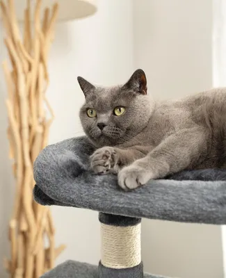 Produktbild von Kratzbaum für Katzen mit 2 Höhlen & komfortablem Liegeplatz - Höhe 80 cm, inklusive Plüschball und Glöckchen - Sisal und Plüsch - Geeignet für kleine & große Katzen - Dunkelgrau