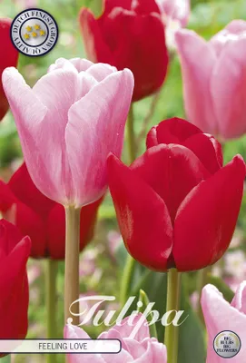Artikelbild 2 von 'Tulpe Feeling Love (10 Stück)' aus der Kategorie Tulpenzwiebeln