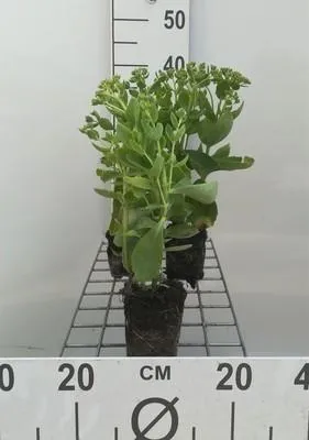 Obrázek produktu pro 6 x Sedum hybr. 'Herbstfreude' (syn. 'autumn joy') - tlustolistý - květináč 9 x 9 cm