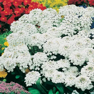 Zdjęcie produktu dla Ubiorek hiacyntowy biały Nasiona kwiatów - 675 Toraf