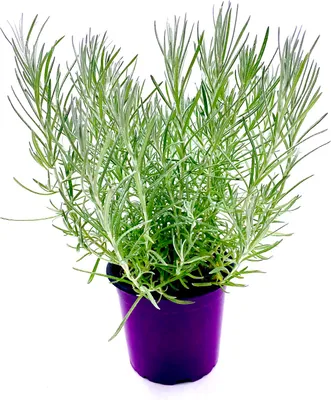 Produktbild von Curry-Kraut        Helichrysum augustifolia