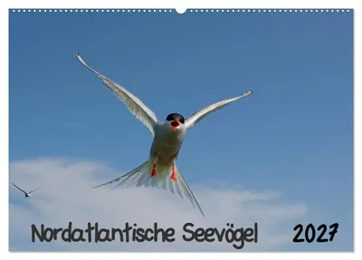 Produktbild von Nordatlantische Seevögel (Wandkalender 2027 DIN A2 quer), CALVENDO Monatskalender