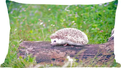 Produktbild von MuchoWow® Zierkissen Sofakissen Wohnzimmer Dekokissen 50x30 cm Igel auf Baumstumpf - Wohnzimmerdekoration - Polster mit Photo