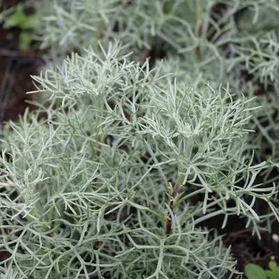 Immagine prodotto di 6 x Assenzio semi-arbustivo - Artemisia 'Canescens' | vaso 9cm x 9cm