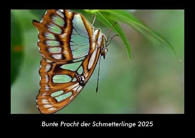 Produktbild von Bunte Pracht der Schmetterlinge 2025 Fotokalender DIN A3